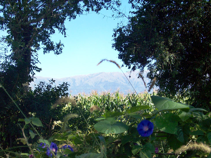 Vegetación y flores silvestres con vista a los cerros - Naturaleza en Salta